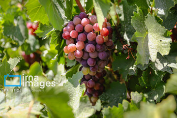 Grapes harvest in Bavanat