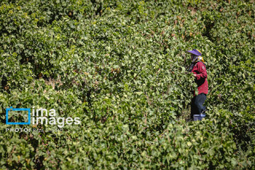 Grapes harvest in Bavanat