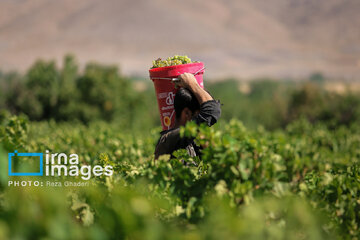 Grapes harvest in Bavanat