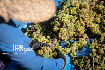 Grapes harvest in Bavanat