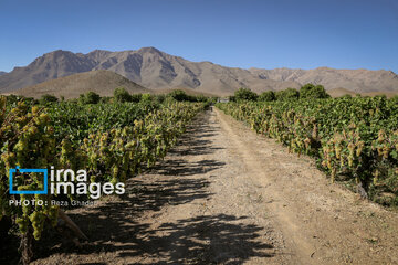 Grapes harvest in Bavanat