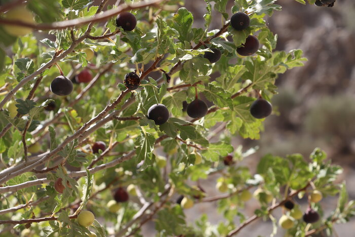 سفر به آنسوی قله جُفتان