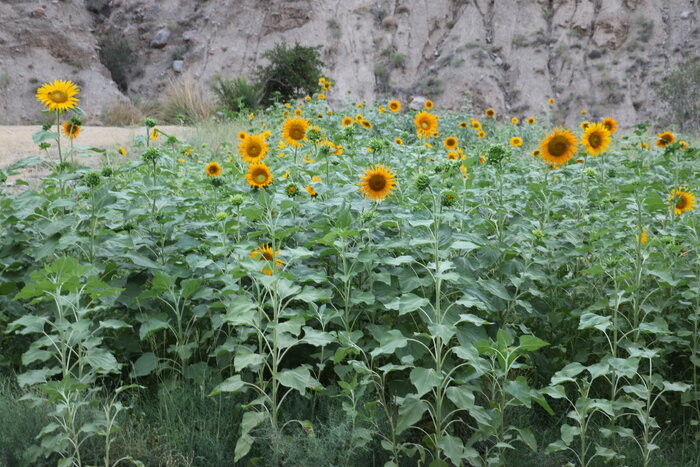 سفر به آنسوی قله جُفتان