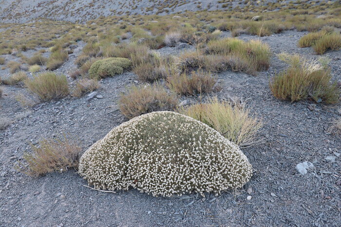 سفر به آنسوی قله جُفتان