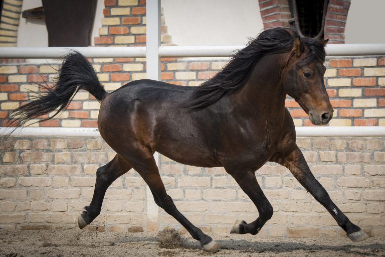 Iran launches campaign to inscribe Caspian horse on World Heritage List