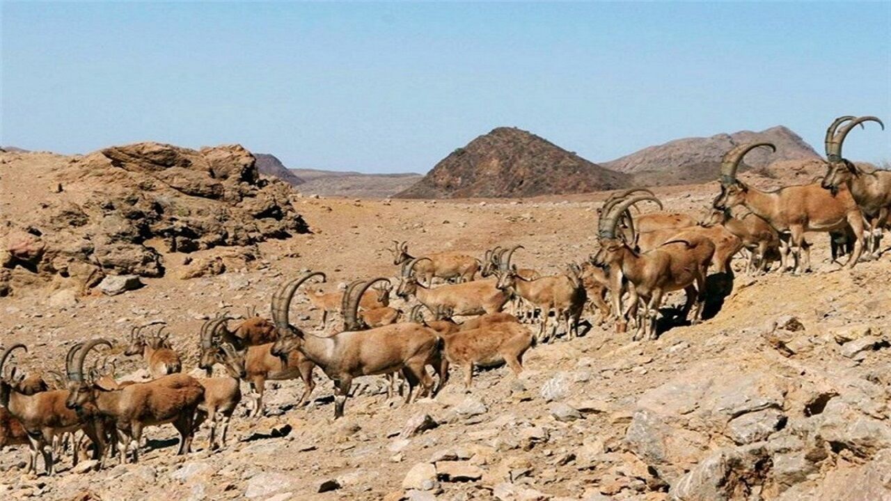 آغاز طرح شناسایی بز سرخ جبال بارز برای نخستین بار در ایران