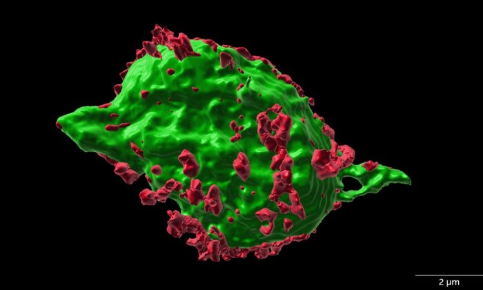 ابداع درمان جدید برای آسیبهای نخاعی