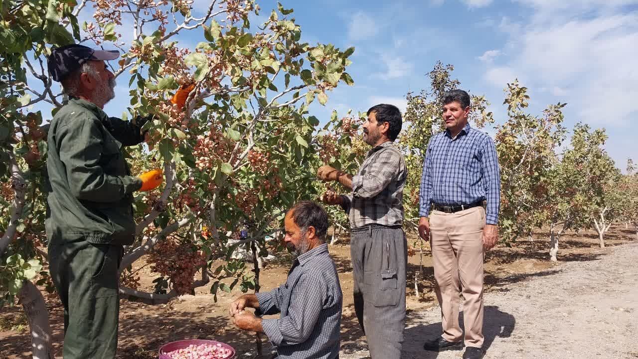 تولید بیش از ۲ هزار تن پسته در آذربایجان شرقی تولید بیش از ۲ هزار تن پسته در آذربایجان شرقی