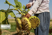 خراسان شمالی سومین تولیدکننده آفتابگردان در کشور است