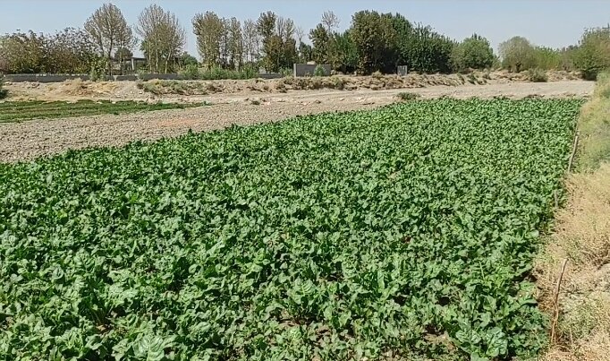 کشت صیفیجات در اشکاوند اصفهان با آب چاههایی که از پساب تغذیه می شوند