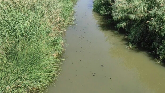 کشت صیفیجات در اشکاوند اصفهان با آب چاههایی که از پساب تغذیه می شوند