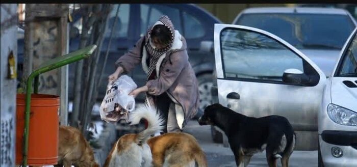 سگ‌های ولگرد در کرمانشاه؛ از گزش انسان تا تهدیدی جدی برای محیط زیست