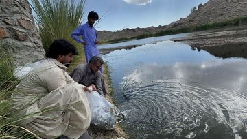 رها سازی ۶۰ هزار قطعه بچه ماهی در آب بندهای شهرستان سرباز