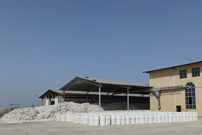 پیشبینی تولید ۴۵ هزار تن پنبه وش در مغان