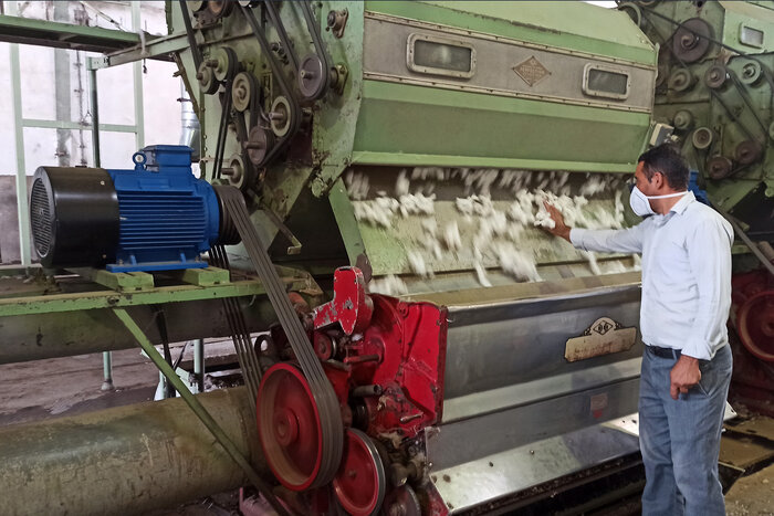 پیشبینی تولید ۴۵ هزار تن پنبه وش در مغان