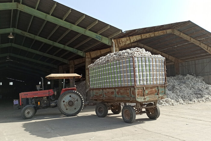 پیشبینی تولید ۴۵ هزار تن پنبه وش در مغان