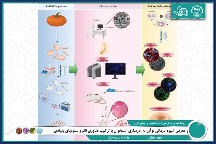 معرفی درمان نوآورانه بازسازی استخوان به همت دانشمندان ایرانی و بینالملل