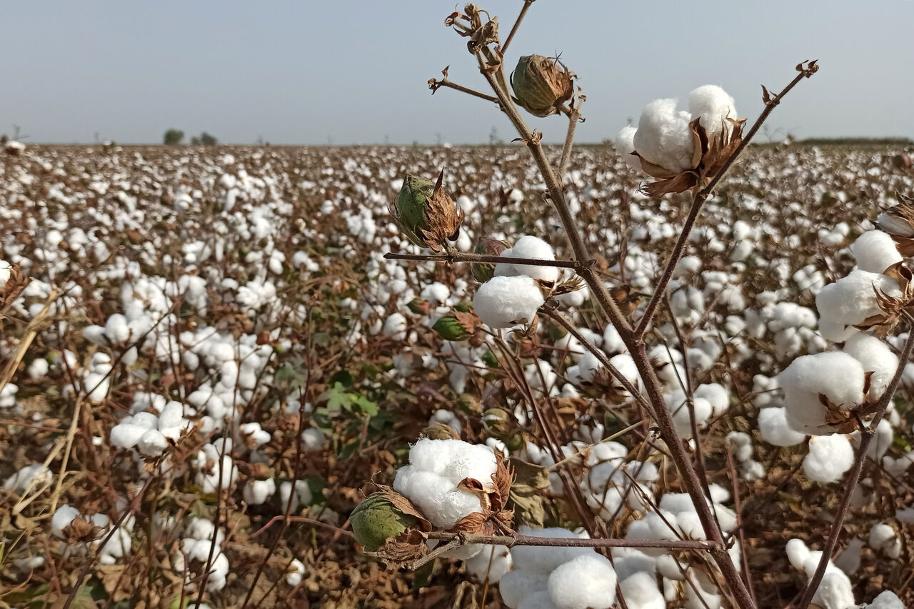 کشت و برداشت پنبه در منطقه مغان کشت و برداشت پنبه در منطقه مغان