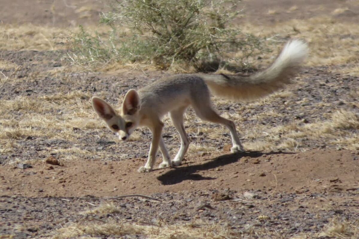مشاهده گونه کمیاب روباه شنی در پناهگاه حیات وحش فردوس مشاهده گونه کمیاب روباه شنی در پناهگاه حیات وحش فردوس