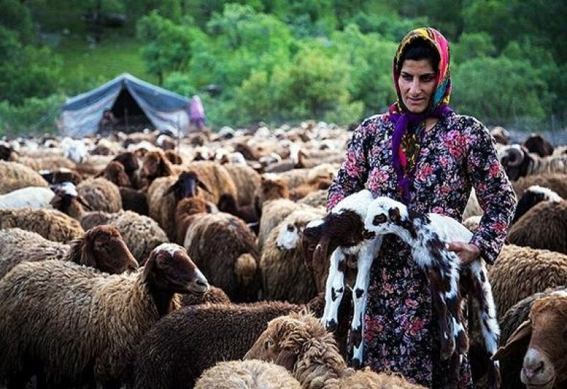 نوای زندگی عشایر در کوه و دشت لرستان