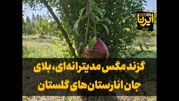 فیلم| مگس مدیترانه‌ای، بلای جان انارستان‌های گلستان