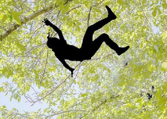 گردو، محصولی که جان می گیرد