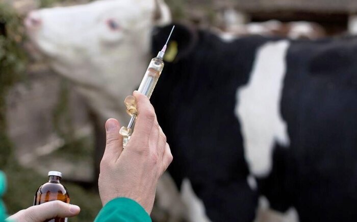 خدمات دامپزشکی قزوین/ دامپزشک در روستا، دامدار در جستجوی دارو