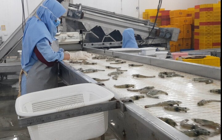 شیوع بیماریها، تولید میگوی پرورشی در بوشهر را به کمتر از نصف کاهش داد