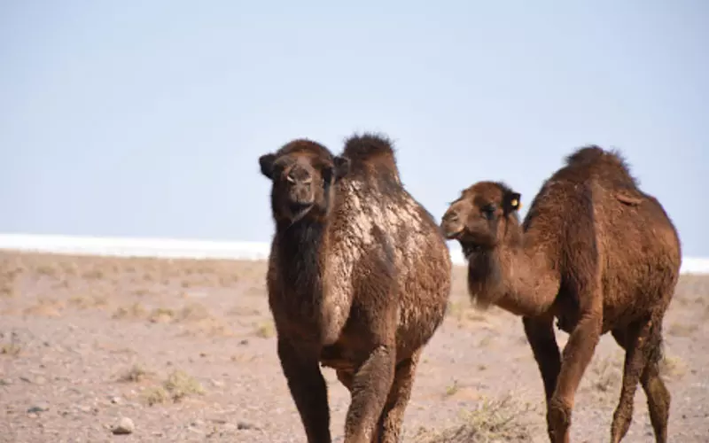 "کویر مصر" اصفهان؛زیبای بی‌ادعا با پهنه‌ای از سکوت