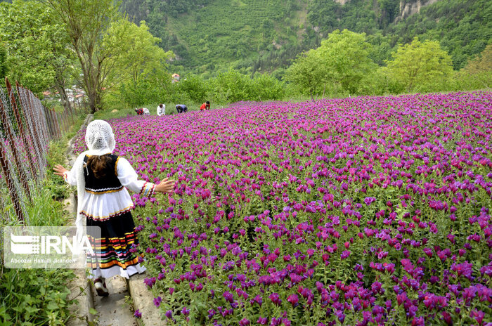 صادرات ۶ هزار کیلوگرم گیاه دارویی گل گاوزبان از رامسر به خارج از کشور