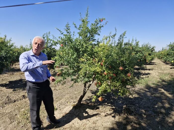 یاقوتچینی در گلستان