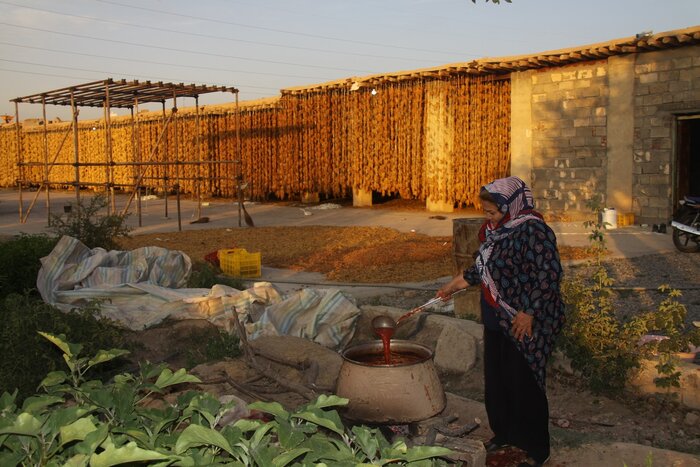 فصل رقص انگور + فیلم