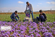 امید زعفران‌کاران خراسان‌شمالی به لبخند آسمان