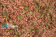 Pistachio harvest in northwestern Iran