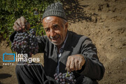 Grapes harvest in western Iran