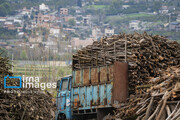 Wood smuggling in Iran