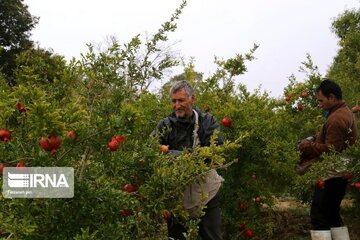 ۳۷ هزار تُن انار در قم برداشت می‌شود