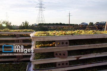 Traditional way of producing raisins