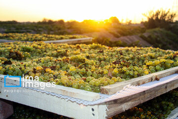 Traditional way of producing raisins