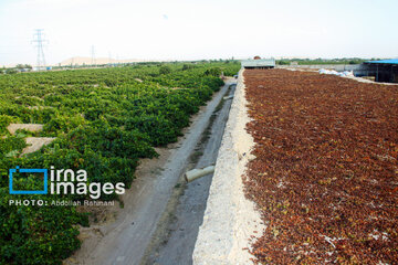 Traditional way of producing raisins