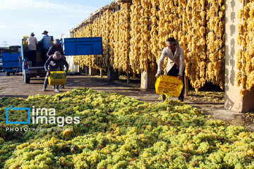 Traditional way of producing raisins