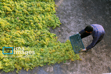 Traditional way of producing raisins