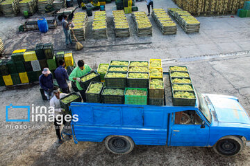 Traditional way of producing raisins