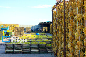 Traditional way of producing raisins