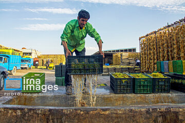 Traditional way of producing raisins