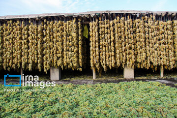 Traditional way of producing raisins