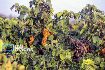 Traditional way of producing raisins