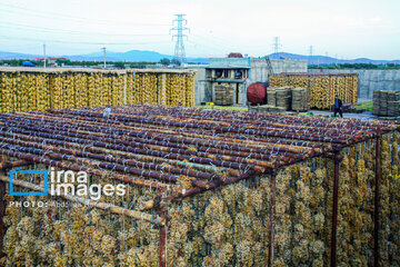 Traditional way of producing raisins