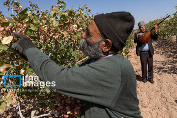 Pistachio harvest in Ilkhchi, 