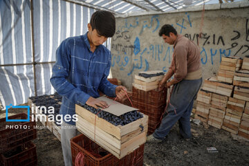 grapes harvest